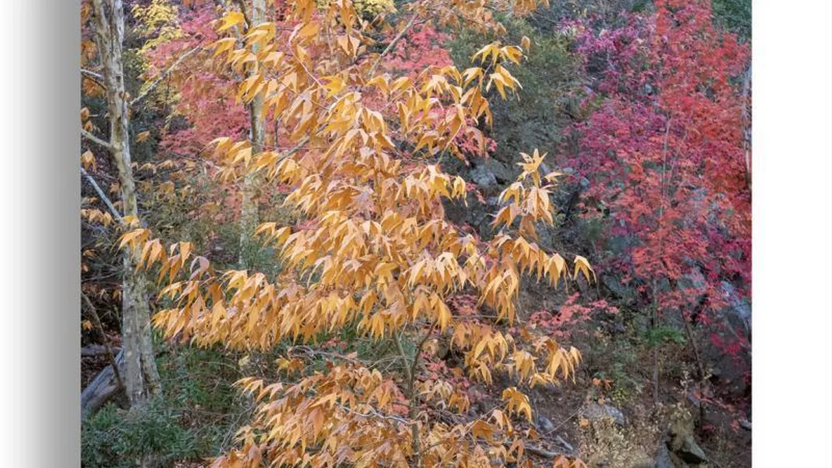 职场动荡心慌?三步建立内心可控锚点相关心理健康场景